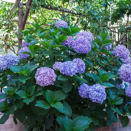 招待所 Relais Del Corso 3*